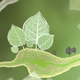 Illustration for article titled A Game About Plants Is One Of The Prettiest Things On iPad